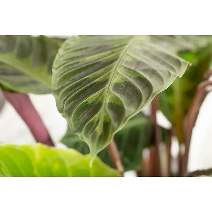 Piardino Korbmarante - Calathea musaica Hybride, Topfgröße: 12 cm - Stimmungsaufnahme