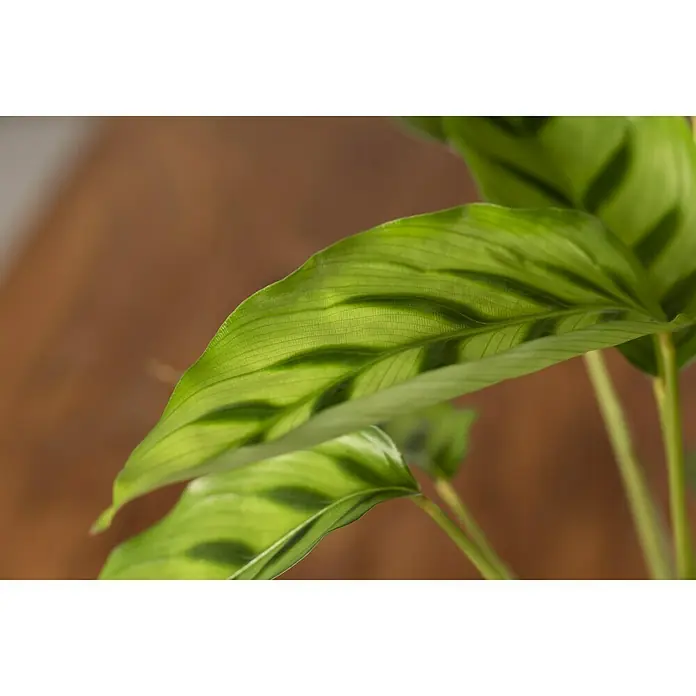 Piardino Korbmarante - Calathea musaica Hybride, Topfgröße: 12 cm - Stimmungsaufnahme