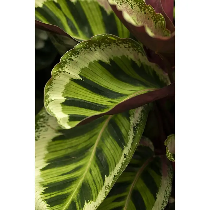 Piardino Korbmarante - Calathea musaica Hybride, Topfgröße: 12 cm - Stimmungsaufnahme
