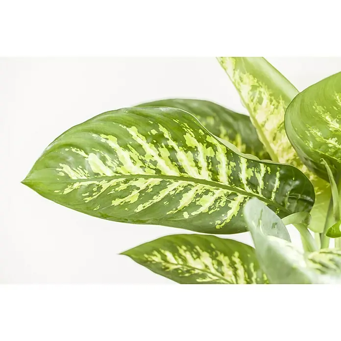 Piardino Dieffenbachie - Dieffenbachia maculata, Topfgröße: 12 cm, Bunt - Stimmungsaufnahme
