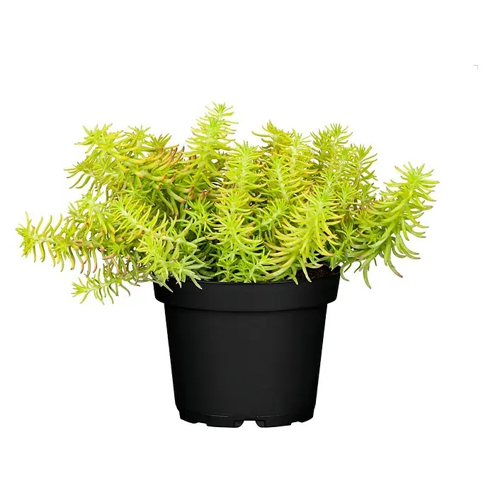 Piardino Mauerpfeffer - Sedum 'Yellow Cushion', Topfgröße: 13 cm - Vorderansicht