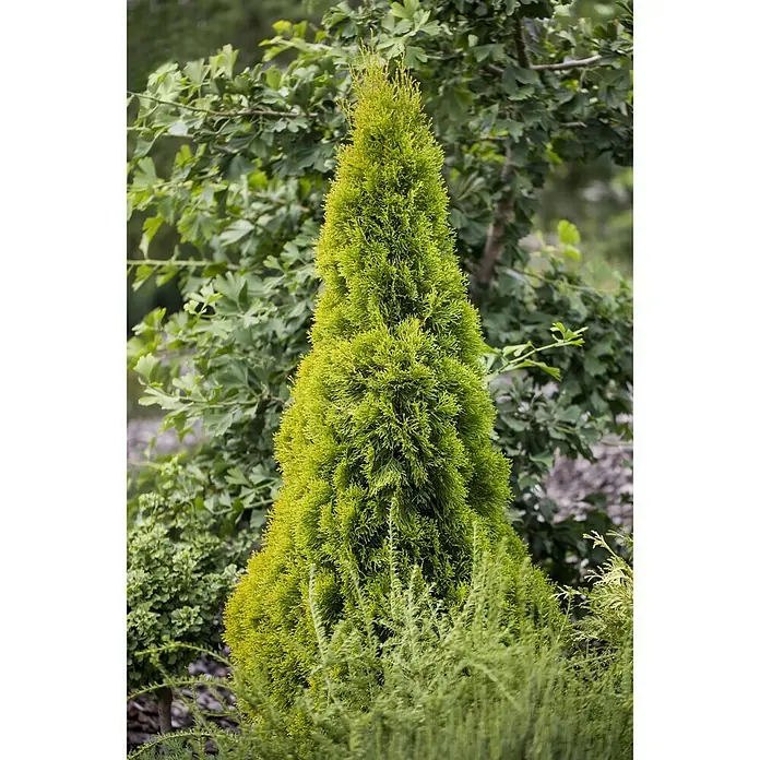 Piardino Lebensbaum - Thuja occidentalis 'Golden Smaragd' - Stimmungsaufnahme