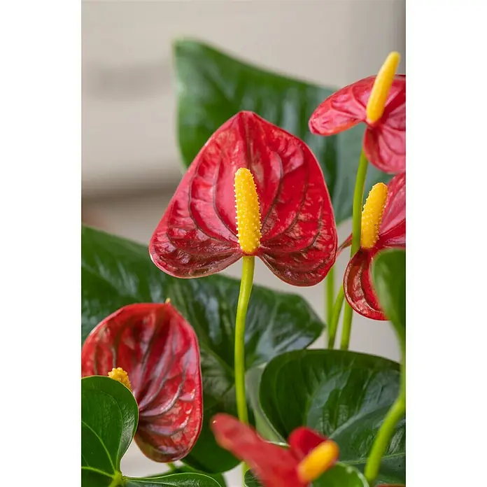 Piardino Flamingoblume - Anthurium andreanum, Topfgröße: 12 cm, Orange/Gelb - Detailaufnahme