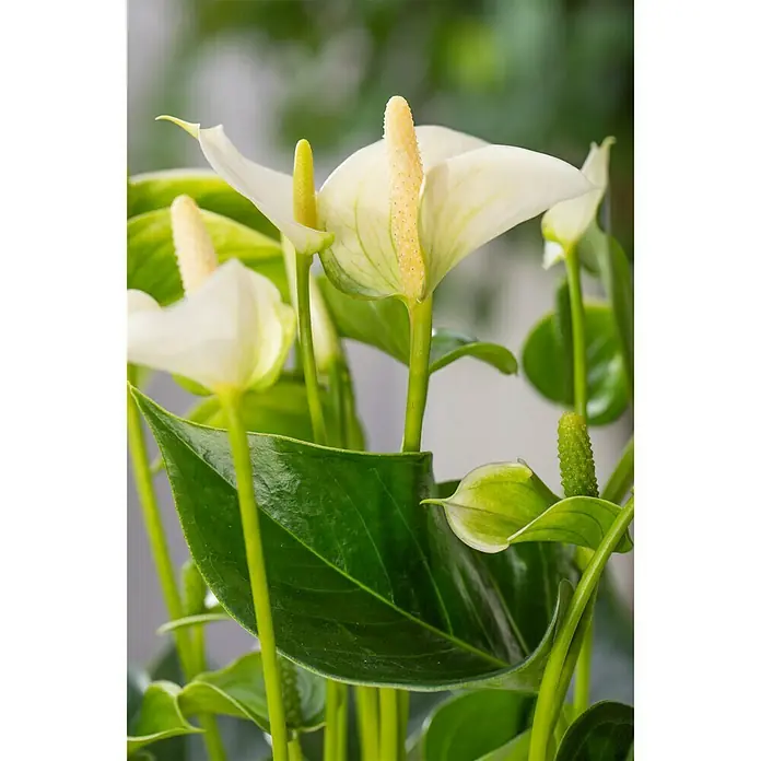 Piardino Flamingoblume - Anthurium andreanum, Topfgröße: 12 cm, Orange/Gelb - Detailaufnahme