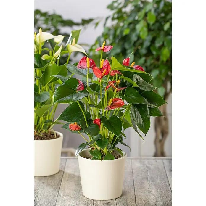 Piardino Flamingoblume - Anthurium andreanum, Topfgröße: 12 cm, Orange/Gelb - Stimmungsaufnahme