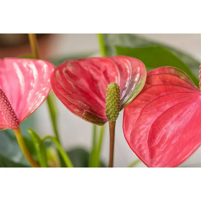 Piardino Flamingoblume - Anthurium andreanum, Topfgröße: 12 cm, Orange/Gelb - Detailaufnahme