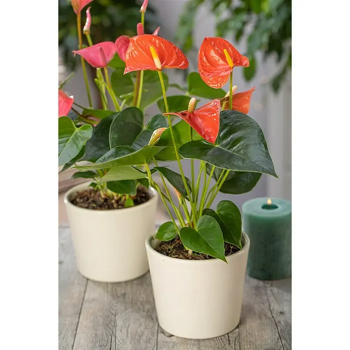 Piardino Flamingoblume - Anthurium andreanum, Topfgröße: 12 cm, Orange/Gelb - Detailaufnahme