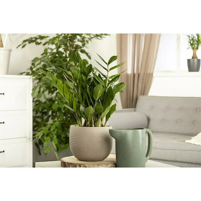 Piardino Glücksfeder - Zamioculcas zamiifolia, Topfgröße: 14 cm - Stimmungsaufnahme
