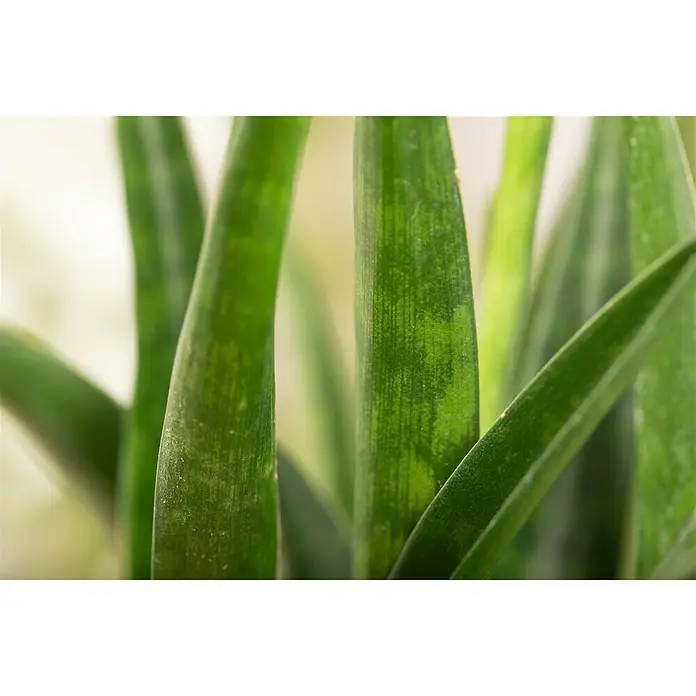 Piardino Sansevieria - Sanseviera kirkii, Tamaño de maceta: 12 cm, Verde oscuro - Primer plano