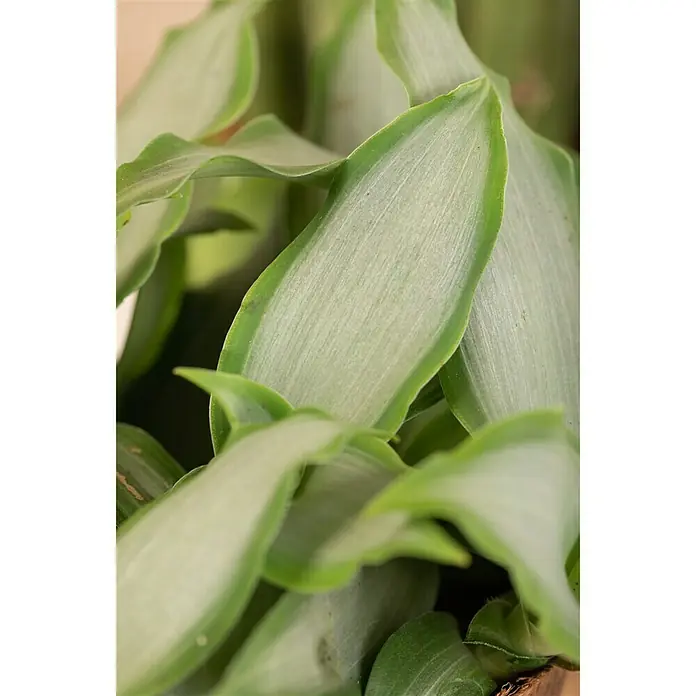Piardino Peking-Gras - Murdannia loriformus 'Bright Stars', Topfgröße: 12 cm - Detailaufnahme