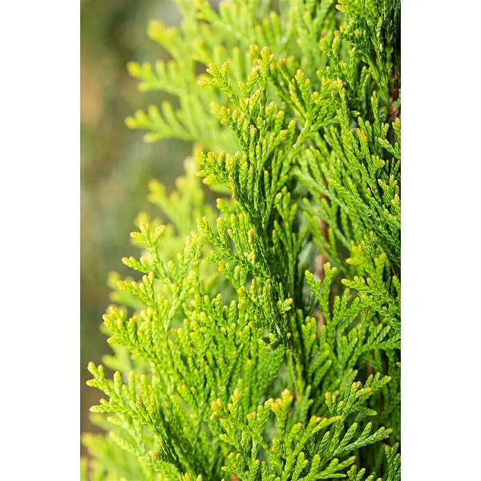 Piardino Lebensbaum 'Smaragd' - Thuja occidentalis, Topfgröße: 23 cm - Detailaufnahme