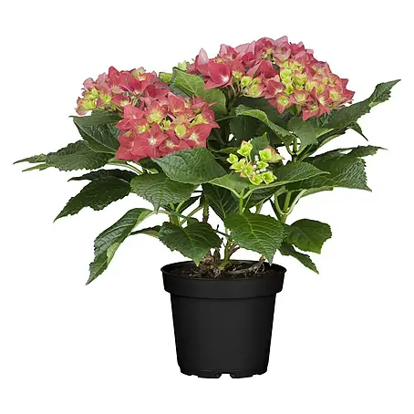 Piardino  Hortensie