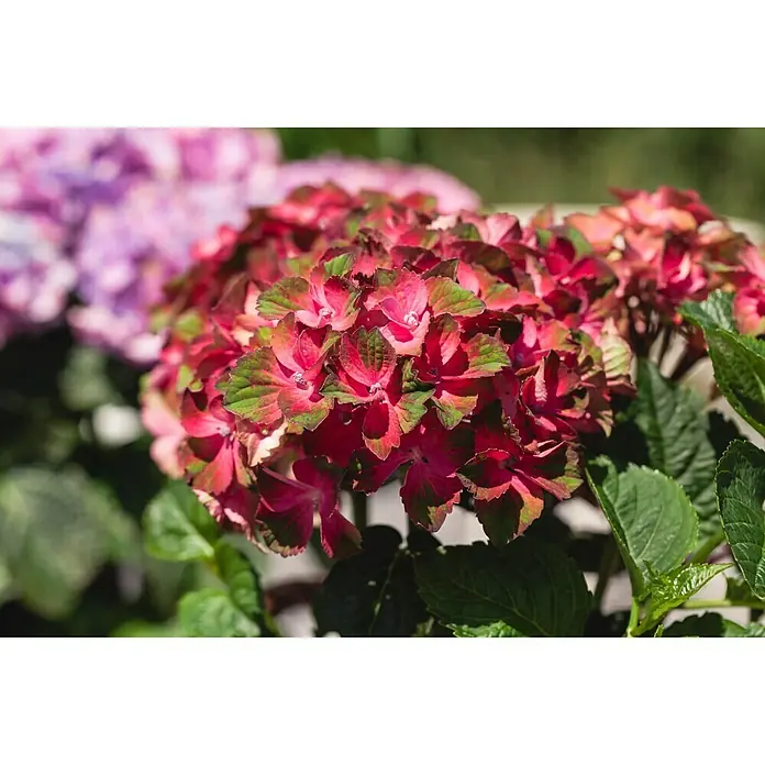 Piardino Hortensie - Hydrangea macrophylla, Topfgröße: 19 cm, Rot - Detailaufnahme