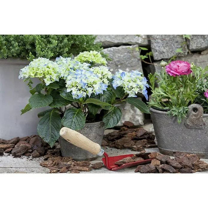 Piardino Hortensie - Hydrangea macrophylla, Topfgröße: 19 cm, Blau - Detailaufnahme