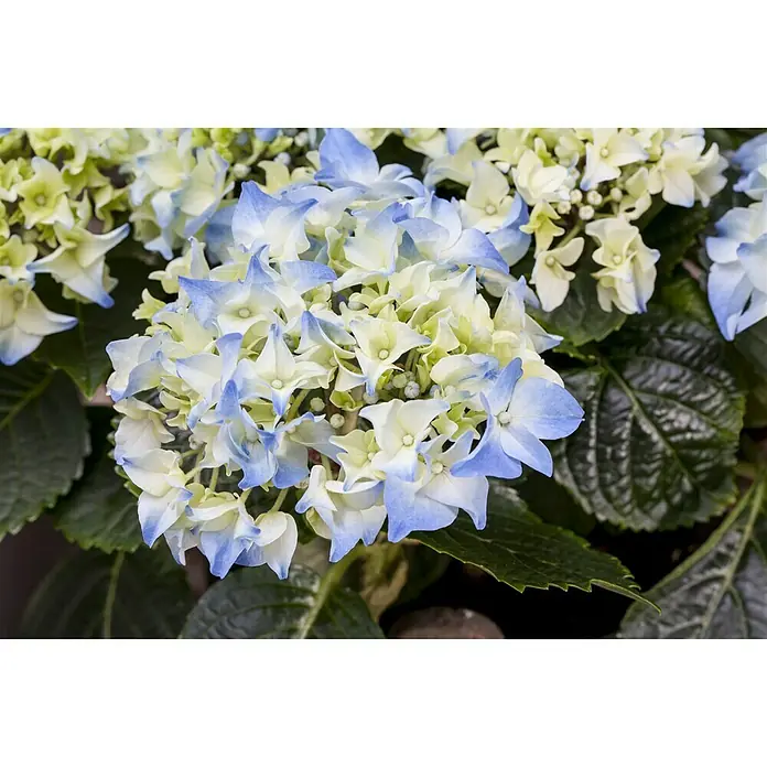 Piardino Hortensie - Hydrangea macrophylla, Topfgröße: 19 cm, Blau - Detailaufnahme