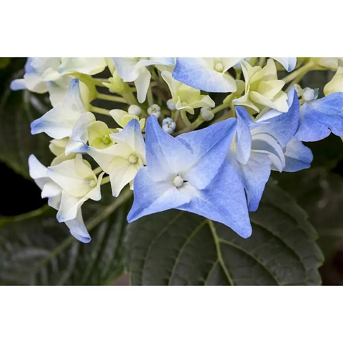 Piardino Hortensie - Hydrangea macrophylla, Topfgröße: 19 cm, Blau - Detailaufnahme