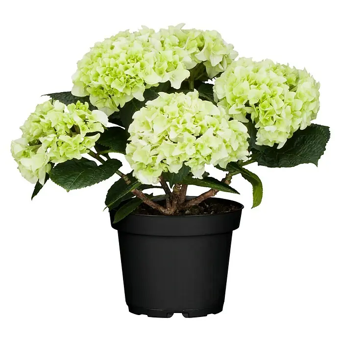 Piardino Hortensie - Hydrangea macrophylla, Topfgröße: 19 cm, Weiß - Vorderansicht