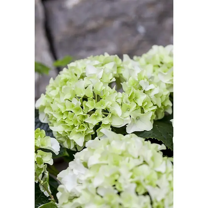 Piardino Hortensie - Hydrangea macrophylla, Topfgröße: 19 cm, Weiß - Detailaufnahme