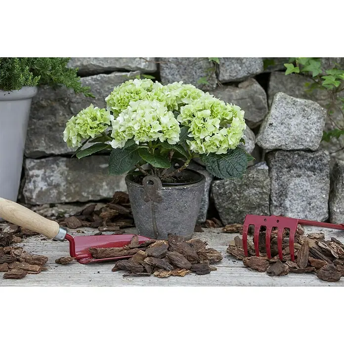 Piardino Hortensie - Hydrangea macrophylla, Topfgröße: 19 cm, Weiß - Stimmungsaufnahme