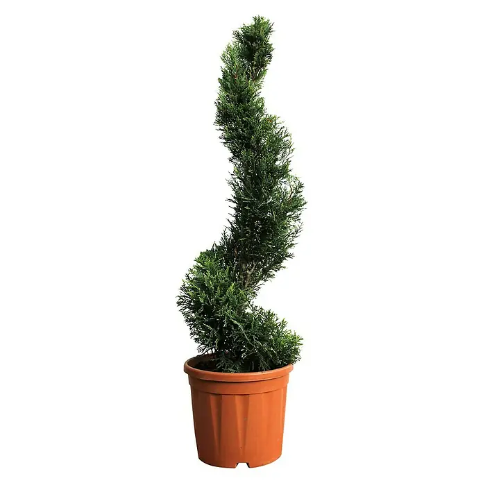Piardino Gelbe Baumzypresse Castlewellan Gold - Cupressocyparis leylandii 'Castlewellan Gold' - Vorderansicht