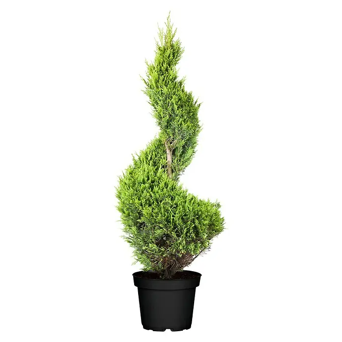 Piardino Gelbe Baumzypresse Castlewellan Gold - Cupressocyparis leylandii 'Castlewellan Gold' - Vorderansicht