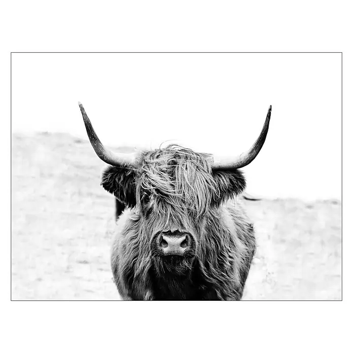ProArt Leinwandbild - Scot Highland, B x H: 120 x 90 cm - Vorderansicht