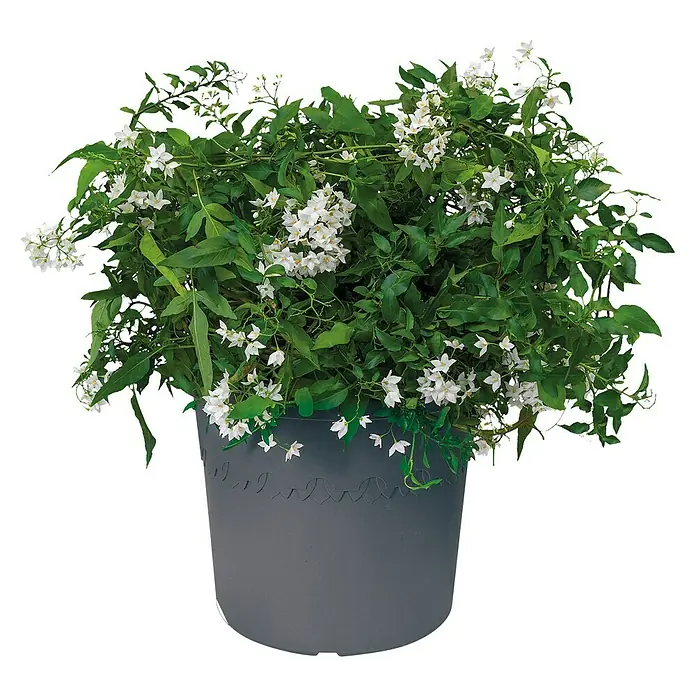 Elho Algarve Pflanztopf Cilindro - Außenmaß (Ø x H): 35 x 29 cm, Kunststoff, Anthrazit - Vorderansicht