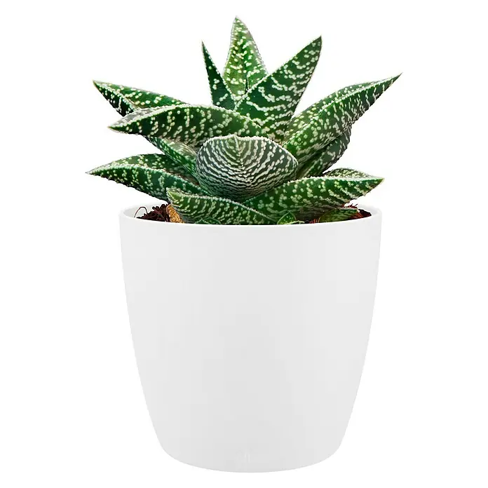 Elho Brussels Okrugla tegla za biljke - Vanjska dimenzija (ø x V): 7 x 6 cm, Bijele boje, Plastika, Sjaj - Pogled sprijeda
