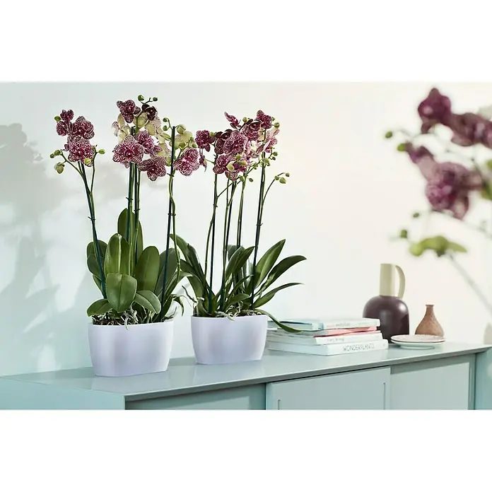 Elho Orchideeënpot Duo - Buitenmaat (l x b x h): 25 x 13 x 12,6 cm, Kunststof, Transparant, Mat - Sfeeropname