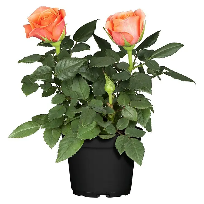 Piardino Mini Rosa - Rosa Mini, Tamaño de maceta: 6 cm - Vista frontal
