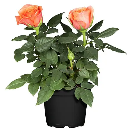 Piardino  Mini Rosa