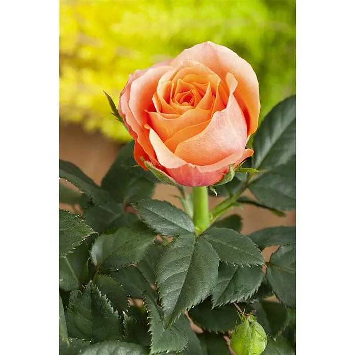 Piardino Mini Rosa - Rosa Mini, Tamaño de maceta: 6 cm - Foto ambiente