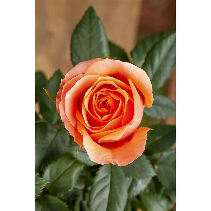 Piardino Mini Rosa - Rosa Mini, Tamaño de maceta: 6 cm - Foto ambiente