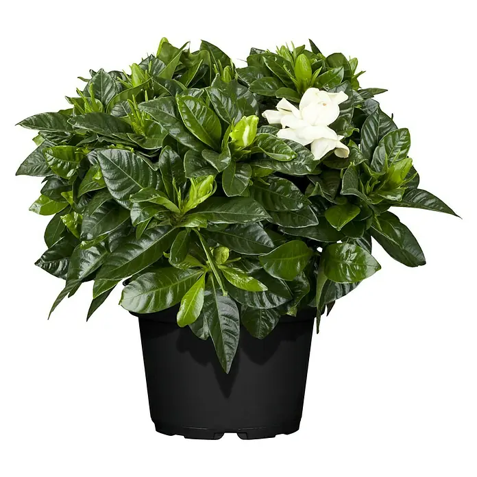 Piardino Gardenia - Gardenia, Tamaño de maceta: 13 cm, Blanco - Vista frontal