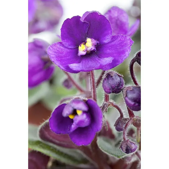 Piardino Violeta africana - Saintpaulia ionantha, Tamaño de maceta: 12 cm, Color de flor: Dependiendo de la variedad - Foto ambiente