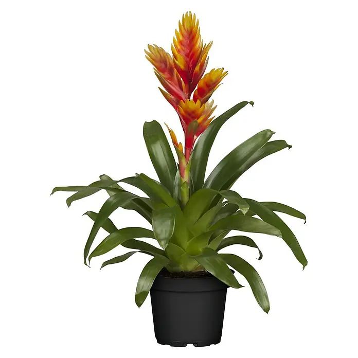 Piardino Bromelia - Vrisea, Tamaño de maceta: 13 cm, En función de la variedad - Vista frontal