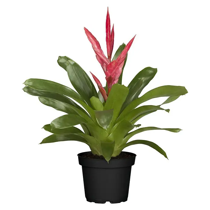 Piardino Bromelia - Vrisea, Tamaño de maceta: 13 cm, En función de la variedad - Vista frontal