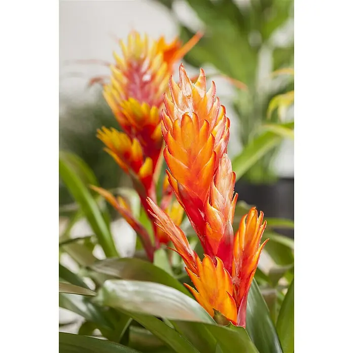 Piardino Bromelia - Vrisea, Tamaño de maceta: 13 cm, En función de la variedad - Foto ambiente