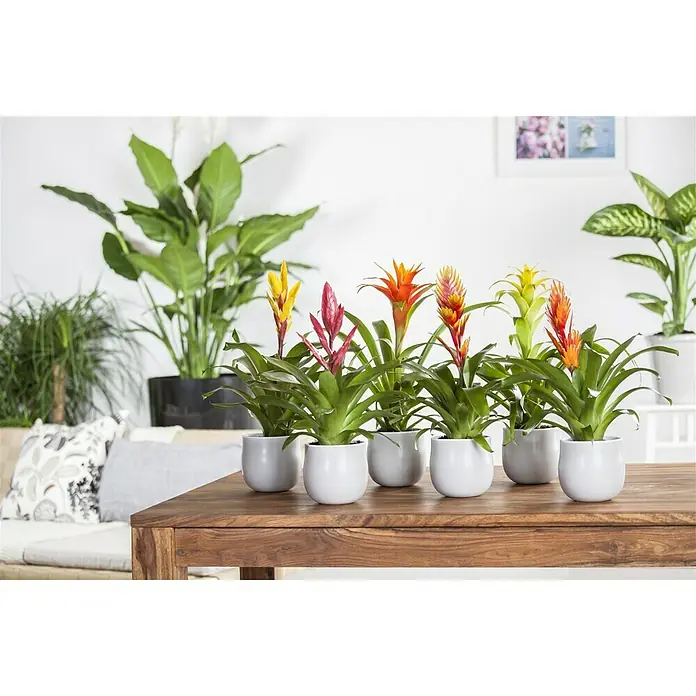 Piardino Bromelia - Vrisea, Tamaño de maceta: 13 cm, En función de la variedad - Foto ambiente