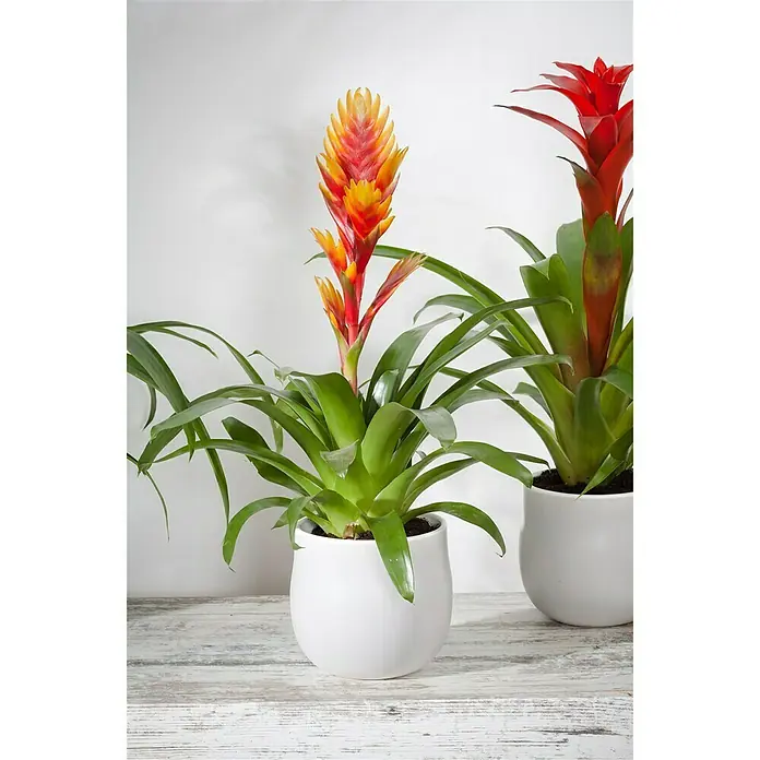 Piardino Bromelia - Vrisea, Tamaño de maceta: 13 cm, En función de la variedad - Foto ambiente