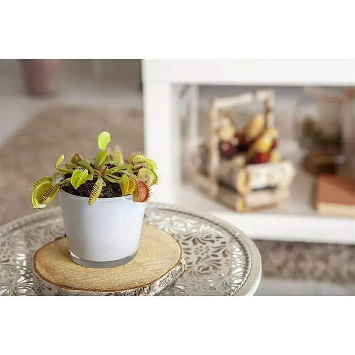 Piardino Venusfliegenfalle - Dionaea muscipula, Topfgröße: 9 cm - Stimmungsaufnahme
