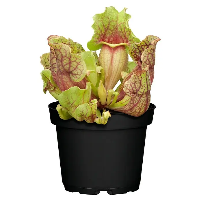 Piardino Schlauchpflanze - Sarracenia purpurea, Topfgröße: 9 cm - Vorderansicht
