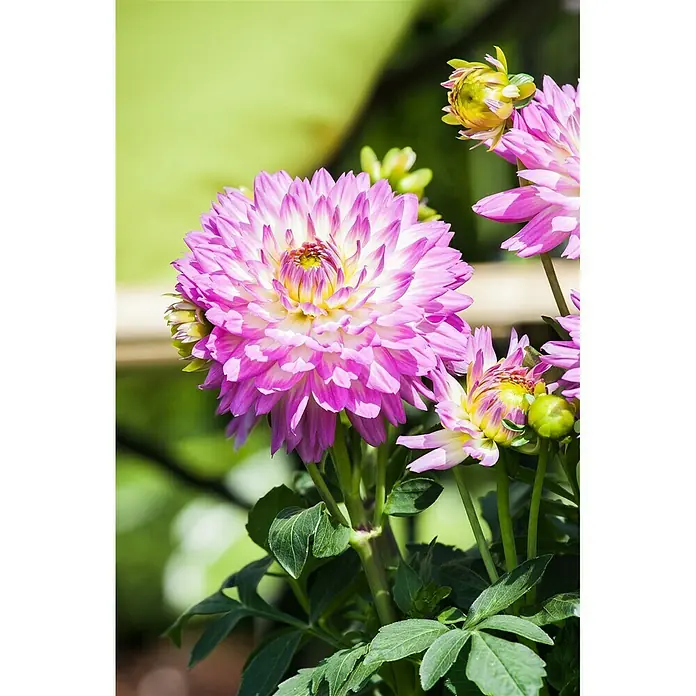 Piardino Dalia - Dahlia, Tamaño de maceta: 19 cm - Foto ambiente