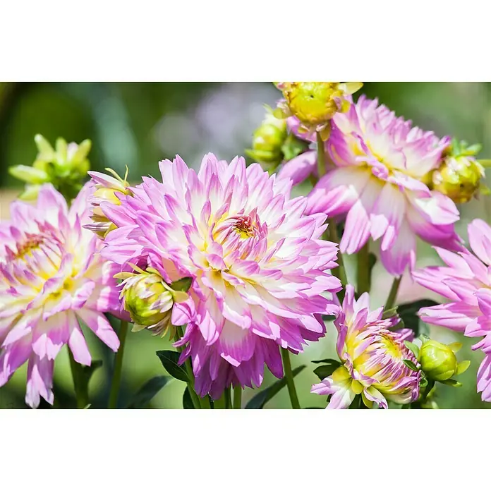 Piardino Dalia - Dahlia, Tamaño de maceta: 19 cm - Foto ambiente