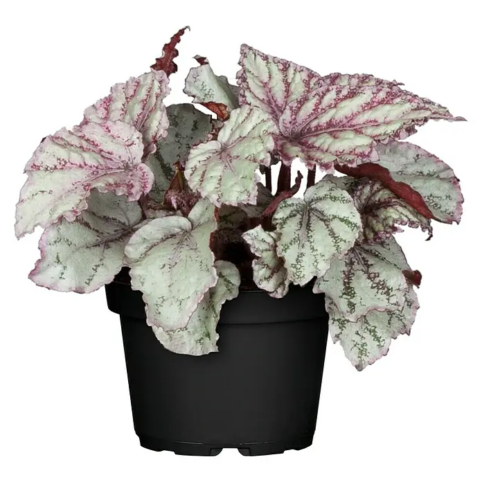 Piardino Blattbegonie - Begonia Rex, Topfgröße: 13 cm, Grün/Mehrfarbig gemustert - Vorderansicht