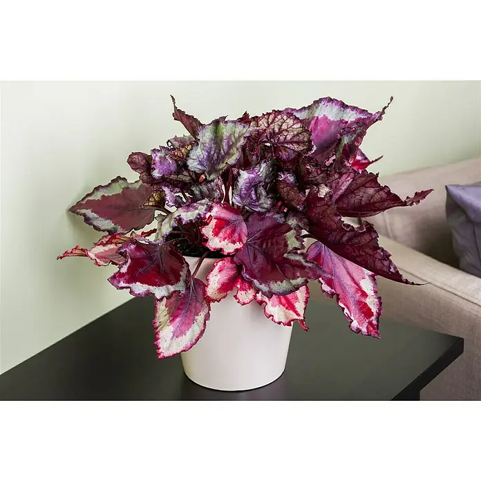 Piardino Blattbegonie - Begonia Rex, Topfgröße: 13 cm, Grün/Mehrfarbig gemustert - Stimmungsaufnahme