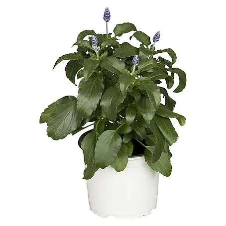 Piardino  Salvia farinacea