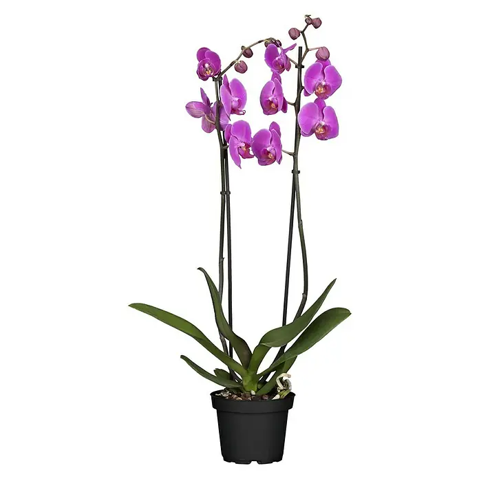 Piardino Schmetterlingsorchidee - Saintpaulia ionantha, Topfgröße: 12 cm, Sortenabhängig, Anzahl Triebe: 2 Stk., Aufrecht - Vorderansicht