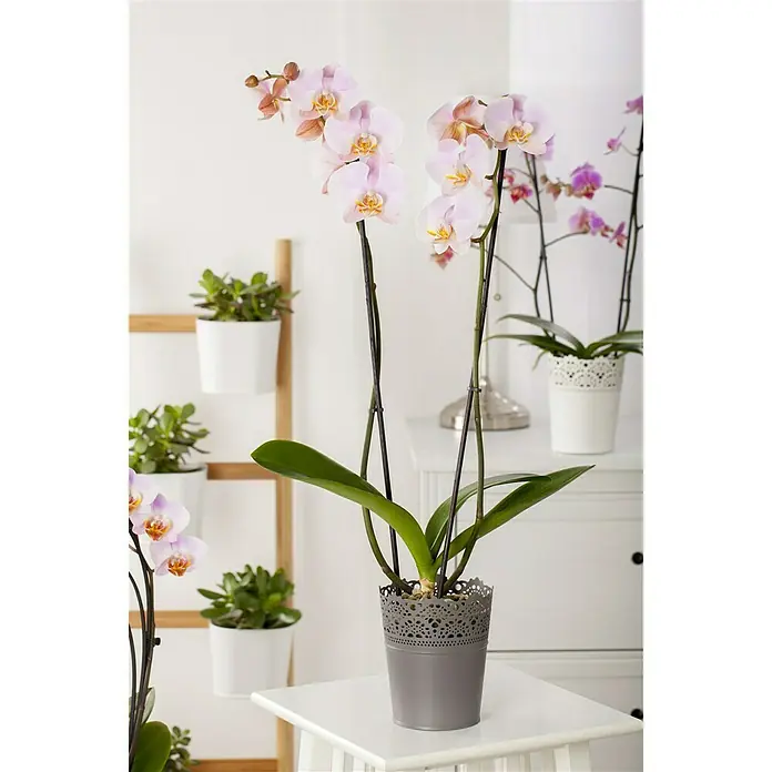 Piardino Schmetterlingsorchidee - Saintpaulia ionantha, Topfgröße: 12 cm, Sortenabhängig, Anzahl Triebe: 2 Stk., Aufrecht - Stimmungsaufnahme