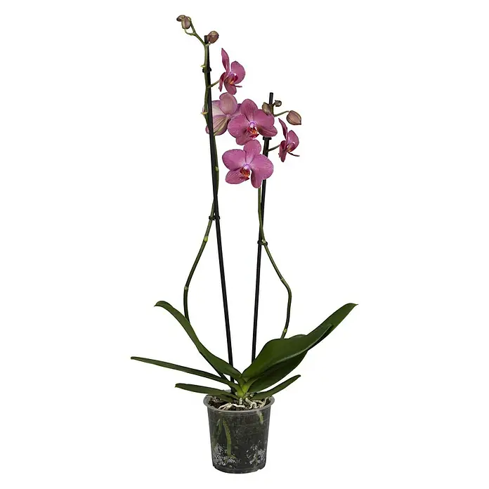 Piardino Schmetterlingsorchidee - Saintpaulia ionantha, Topfgröße: 12 cm, Sortenabhängig, Anzahl Triebe: 2 Stk., Aufrecht - Vorderansicht